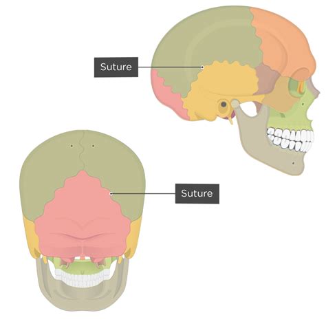 Skull Anatomy Sutures