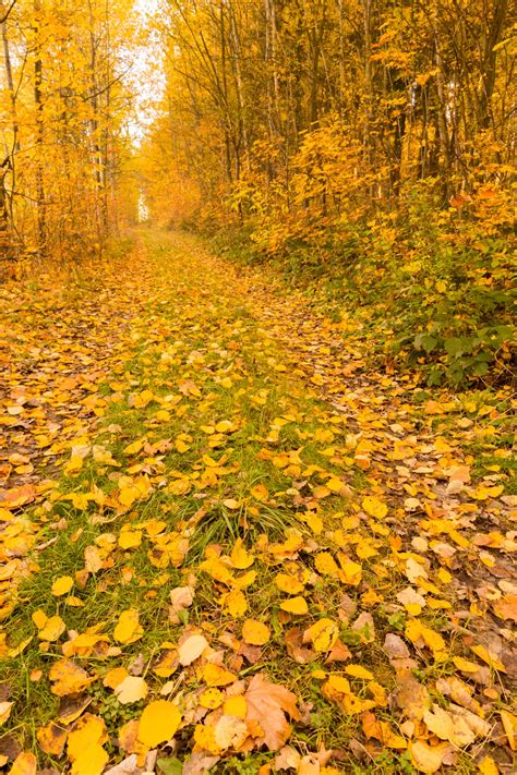 Forest Path In Autumn Free Stock Photo - Public Domain Pictures