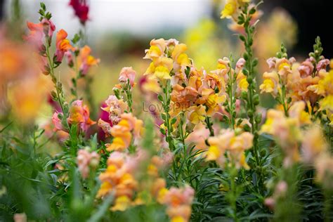 Snapdragon Flower Images, HD Pictures For Free Vectors Download ...