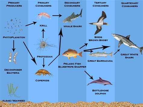 Ocean Food Web