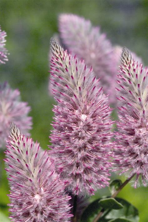 Ptilotus Joey (Common Name - Pink Mulla Mulla) 125mm Pot - Dawsons Garden World