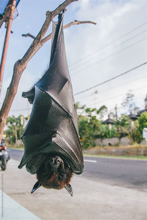 Fruit bat or flying fox (Pteropus vampyrus) hanging of a branch by ...