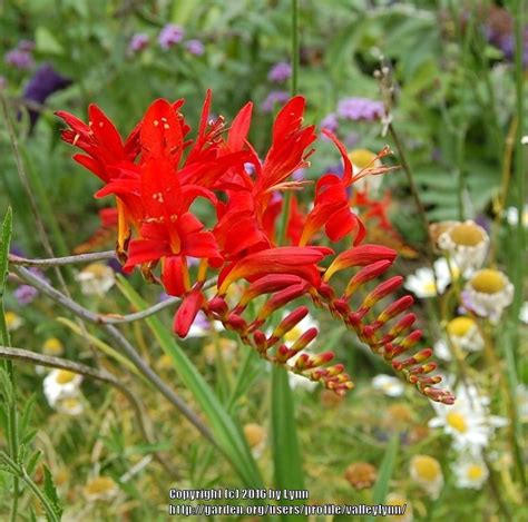 Crocosmias: Plant Care and Collection of Varieties - Garden.org