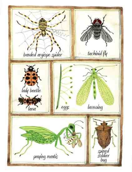 Beneficial Insects Chart