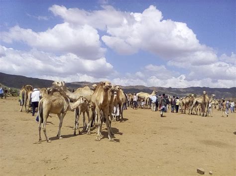 Jijiga Tourism (2023): Best of Jijiga, Ethiopia - Tripadvisor