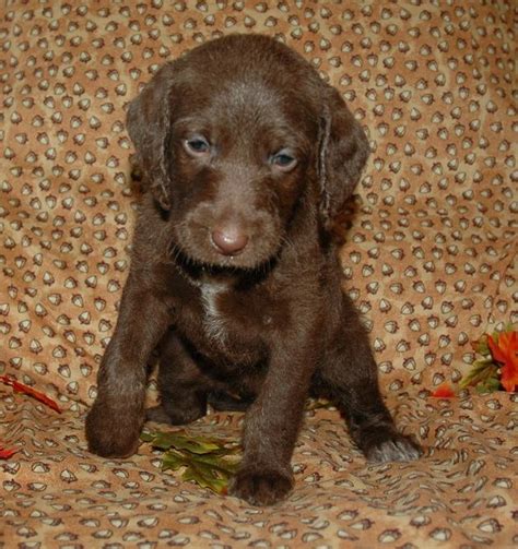 Weimardoodle (Weimaraner Poodle Mix) Info, Temperament, Training, Puppies, Pictures