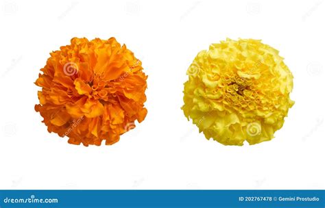 Yellow Marigold Chrysanthemum Petunia Calendula Rose Flower Background ...