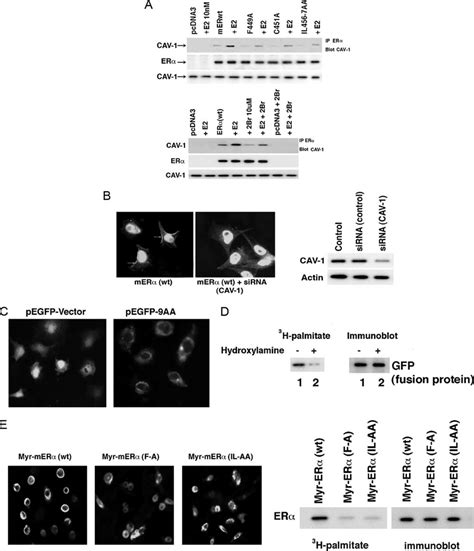 Caveolin-1 and ER. A, caveolin-1 associates with wild type but weakly... | Download Scientific ...