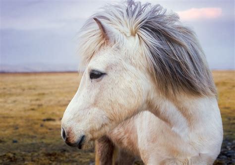 Pony Horse Iceland · Free photo on Pixabay