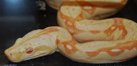 Coral Albino Boa Constrictor