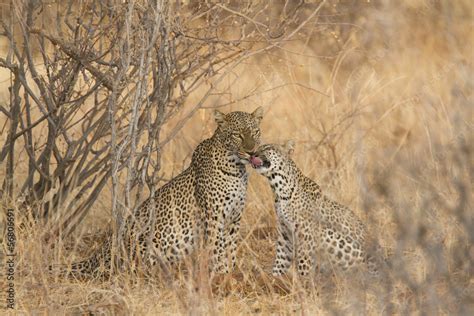 Leopard with cub Stock Photo | Adobe Stock