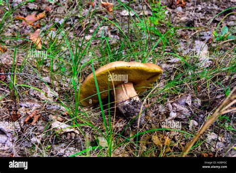 Large white mushroom growing in the exclusion zone. Dead military unit. Consequences of the ...