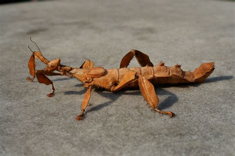 Mimicry, Examples Of Art, Animals Bugs, Praying Mantis, Insect Art ...