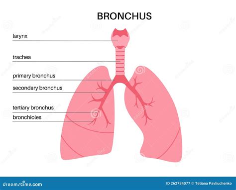 Tertiary Bronchi