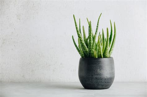 5 Must Have Feng Shui Plants To Spruce Up Your Bathroom