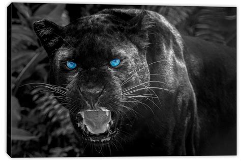 Black Panther Blue Eyes Canvas Print Wall Art, Animal Home Wall Decor | Canvas Quest