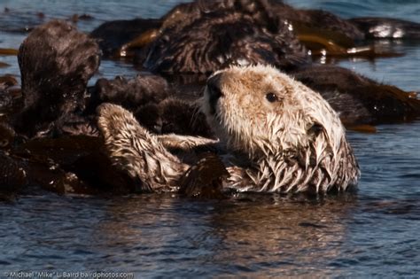 Injured, dead sea otters hit record numbers - sharks largely at fault | 89.3 KPCC