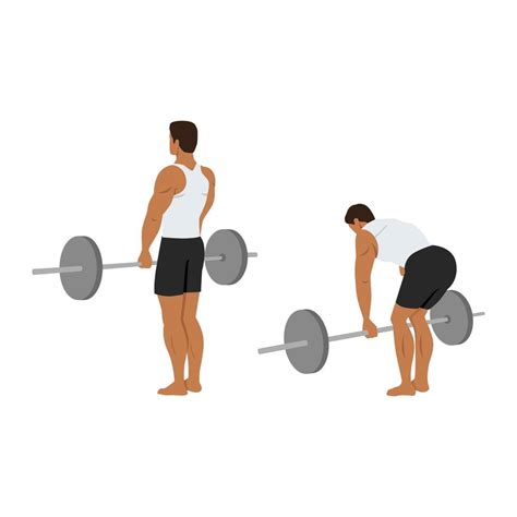 Man doing barbell stiff leg deadlift exercise. Flat vector illustration ...