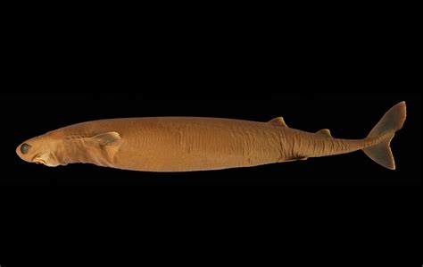 Cookiecutter Shark - Oceana