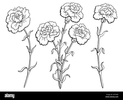 Carnation flower plant Black and White Stock Photos & Images - Alamy