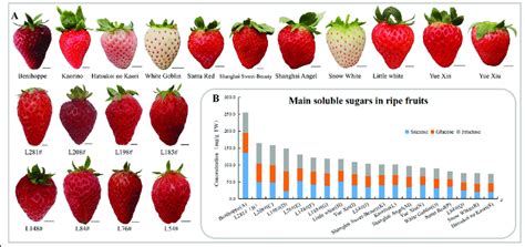 Strawberry varieties develop fruits with different levels of soluble ...