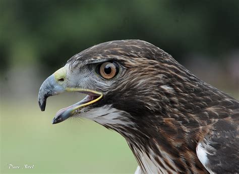 Raptor Fest | Birds by Dave