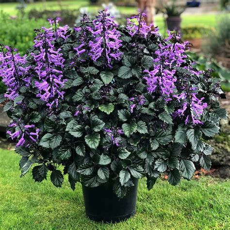 purple swedish ivy care - Thomasena Mccarter