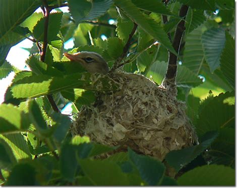 Backyard Bird Cam - Warbling Vireo on the nest - fledgling