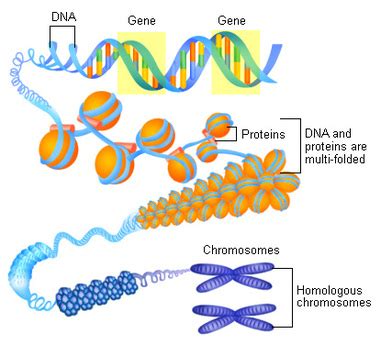 What is Patau Syndrome? - Patau Syndrome