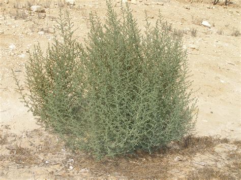 File:Desert bush 2.JPG - Wikipedia
