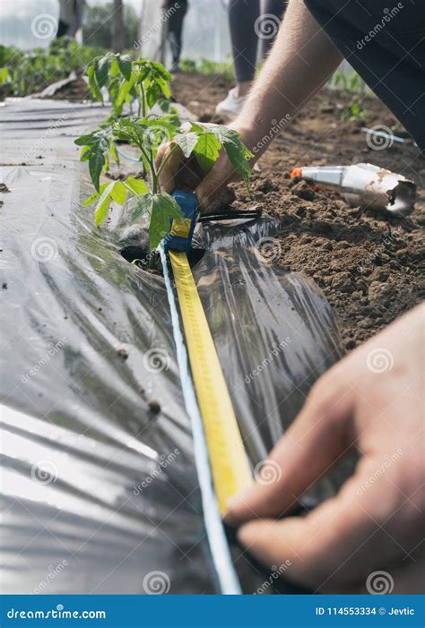 Measuring Space between Tomato Seedlings Stock Photo - Image of plant, farm: 114553334