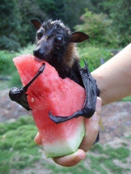 Big Poppas interesting things: fruit bats are cute.