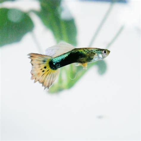 Breeding Fancy Guppies | Scrutiny News