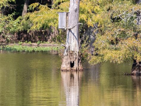 Wood Duck Nesting (Behavior, Eggs, Location + FAQs) | Birdfact