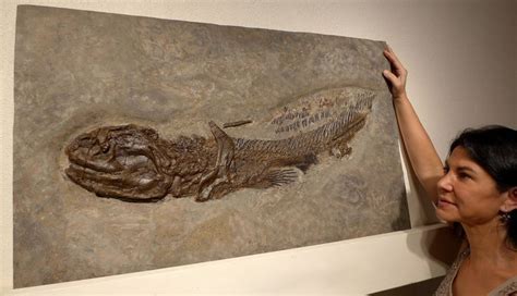 LARGE PREHISTORIC SHARK FOSSIL PERMIAN ORTHACANTHUS BITTEN IN HALF FROM A LARGER PREDATOR *F132 ...