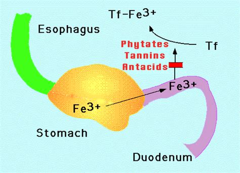 Iron Absorption