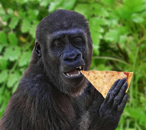 Gorillas eat pizza. They move around by knuckle-walking, although they sometimes walk bipedally ...