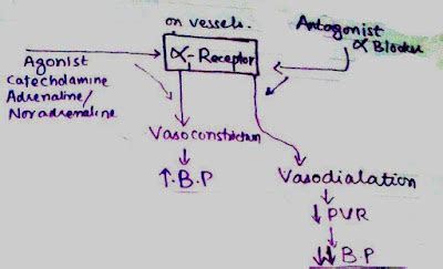 Alpha Blockers | Classification | Mechanism Of Action