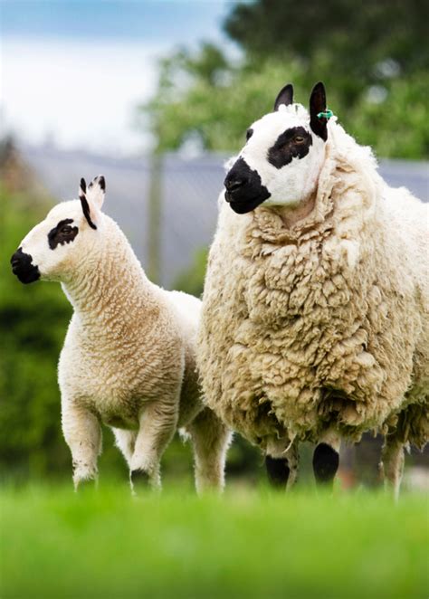 Useful Info – Kerry Hill Sheep Society