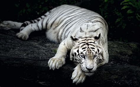 Tigre Blanc Full HD Fond d'écran and Arrière-Plan | 2560x1600 | ID:391459