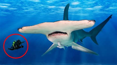 Most UNBELIEVABLE Facts About HAMMERHEAD Sharks! - YouTube