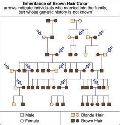 New hair color chart genetics ideas | Hair color chart, Hair genetics, Hair color