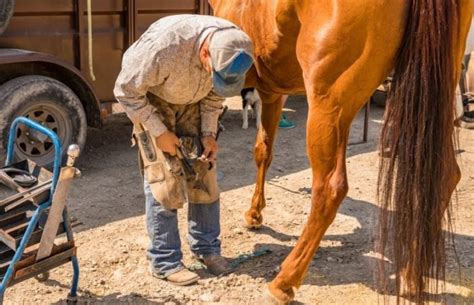 How to Become a Horse Farrier: Essential Guide