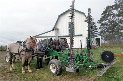 Today’s American Brabant Horse - Small Farmer's JournalSmall Farmer's Journal