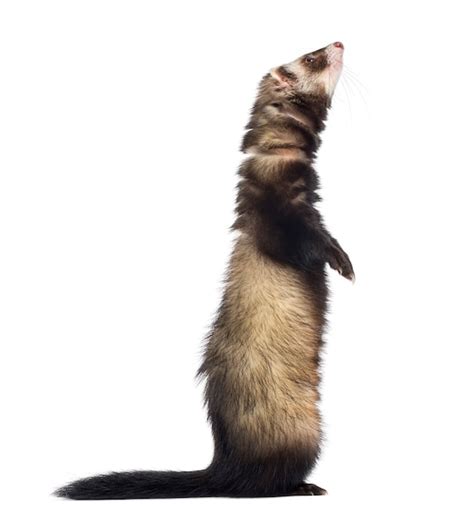 Premium Photo | Ferret standing on hind legs and looking up, isolated ...