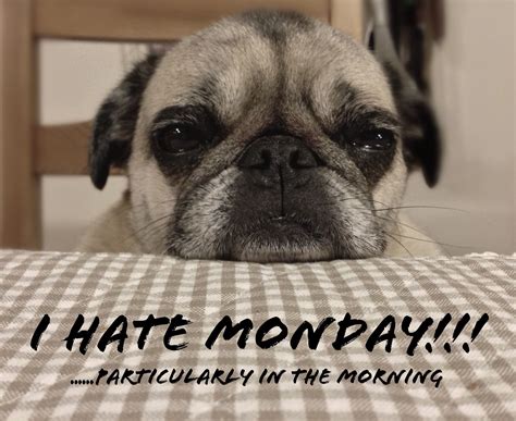 Mondayitis, Monday Meme, Monday Memes, | Funnies | Pinterest | Monday ...