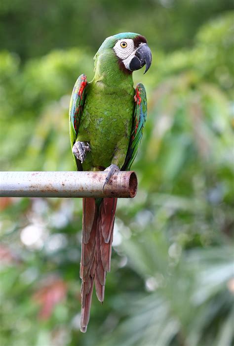 Chestnut-fronted Macaw | Demsey road, SG | eddy lee | Flickr