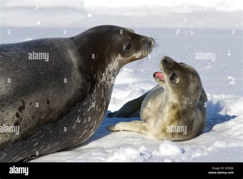 Leopard seal pup hi-res stock photography and images - Alamy