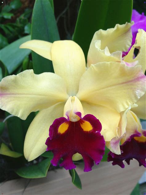 Cattleya Orchid | Orchid flower, Beautiful orchids, Cattleya orchid