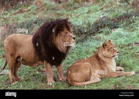 Barbary Lion Vs African Lion Size